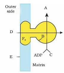 Respiration in Plants