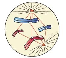 Cell Cycle and Cell Division