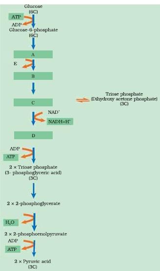 Respiration in Plants