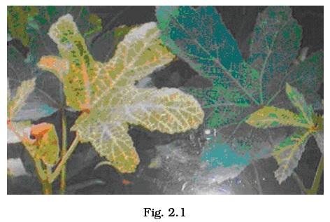 Microorganisms : Friend and Foe