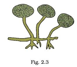 Microorganisms : Friend and Foe