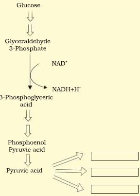 Respiration in Plants