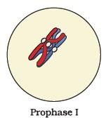 Cell Cycle and Cell Division