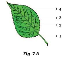 Class 6 Important Questions for Science – Getting to Know Plants
