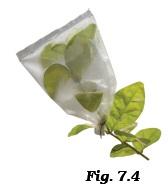 Class 6 Important Questions for Science – Getting to Know Plants