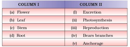 Class 6 Important Questions for Science – Getting to Know Plants