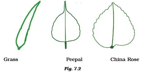 Class 6 Important Questions for Science – Getting to Know Plants