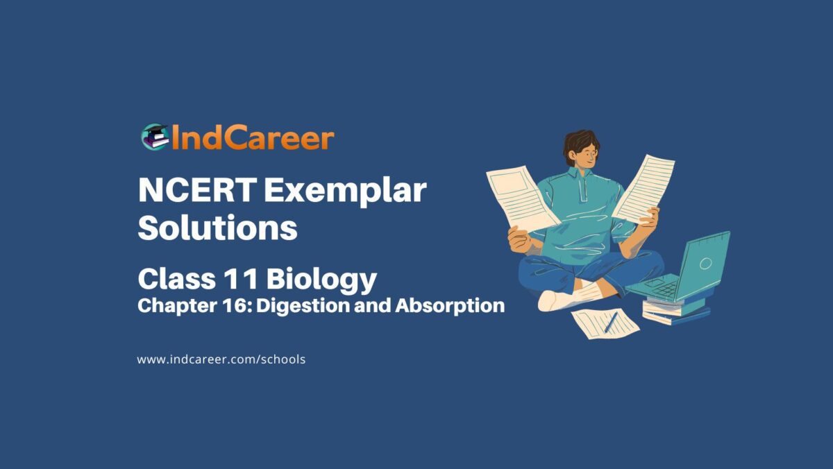 NCERT Exemplar Class 11 Biology Chapter 16: Digestion and Absorption