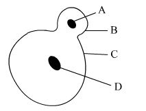 Lakhmir Singh Biology Class 10 Solutions Multiple Choice Questions (MCQs) 19