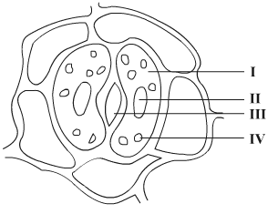 Lakhmir Singh Biology Class 10 Solutions Multiple Choice Questions (MCQs) 4