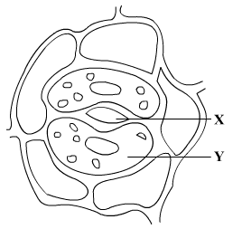 Lakhmir Singh Biology Class 10 Solutions Multiple Choice Questions (MCQs) 5