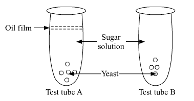 Lakhmir Singh Biology Class 10 Solutions Model Test Paper 2 18