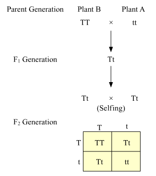 Lakhmir Singh Biology Class 10 Solutions Model Test Paper 4 15