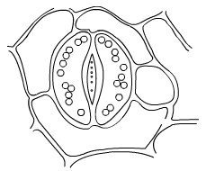 Lakhmir Singh Biology Class 10 Solutions Multiple Choice Questions (MCQs) 1