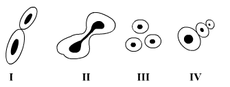 Lakhmir Singh Biology Class 10 Solutions Multiple Choice Questions (MCQs) 23