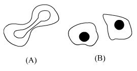 Lakhmir Singh Biology Class 10 Solutions Multiple Choice Questions (MCQs) 25