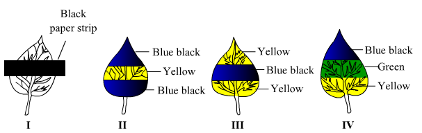 Lakhmir Singh Biology Class 10 Solutions Multiple Choice Questions (MCQs) 9