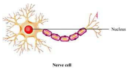 Lakhmir Singh Science Class 8 Solutions Chapter 8 Cell Structure and Functions 1