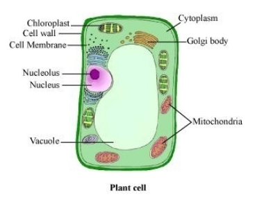 Lakhmir Singh Science Class 8 Solutions Chapter 8 Cell Structure and Functions 4