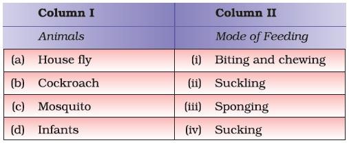 Nutrition in Animals